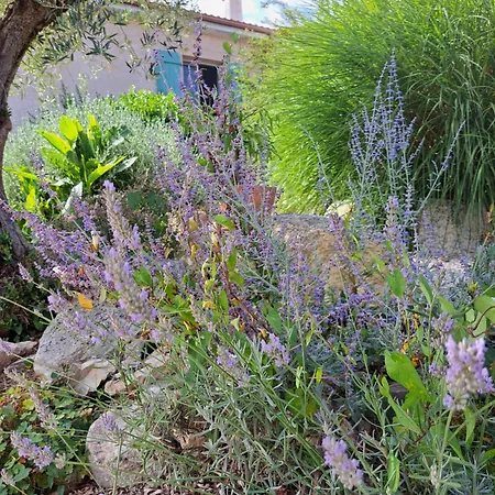 La Tropezienne *